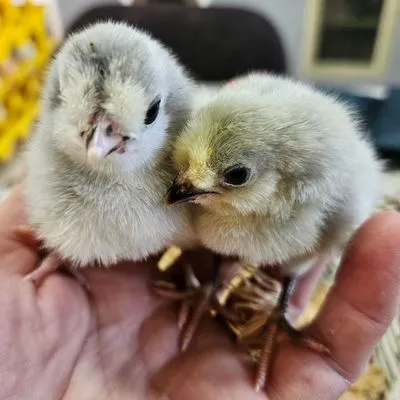 Bantam Araucana Chickens