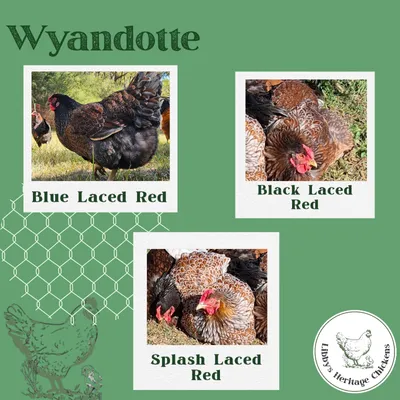 Wyndotte
