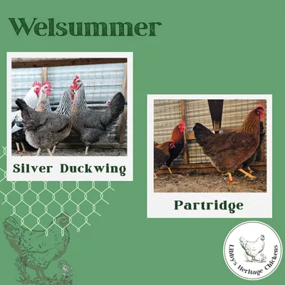 Welsummers