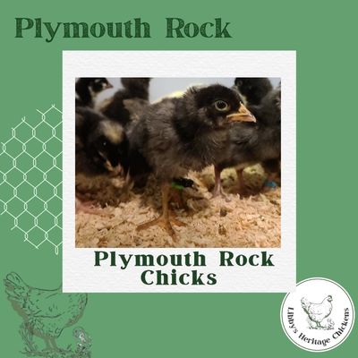  Plymouth Rock