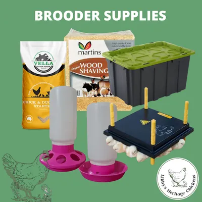 Brooding Supplies
