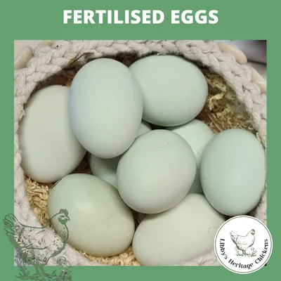 Fertilised eggs