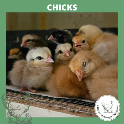 Chicks