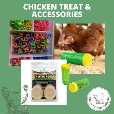 Chicken Treat & Accessories
