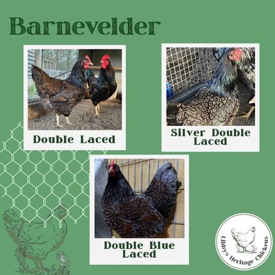 Barnevelder Chicken