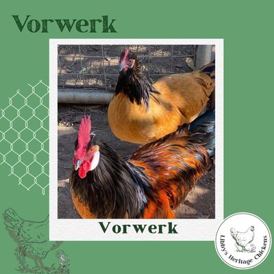Vorwerk