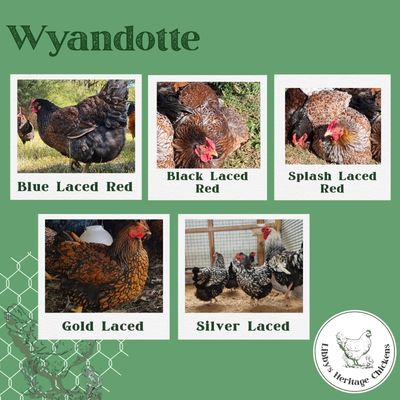 Wyandotte Chickens