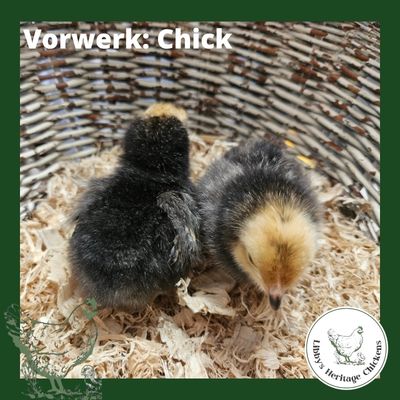Vorwerk Chickens