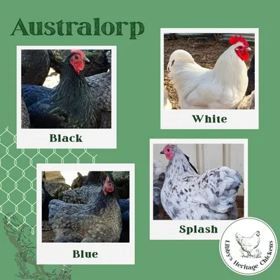 Australorp - Black, White, Silver & Splash