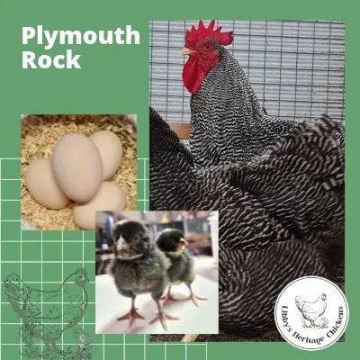  Plymouth Rock