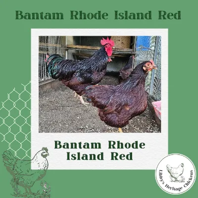 Bantam Rhode Island Red Chickens