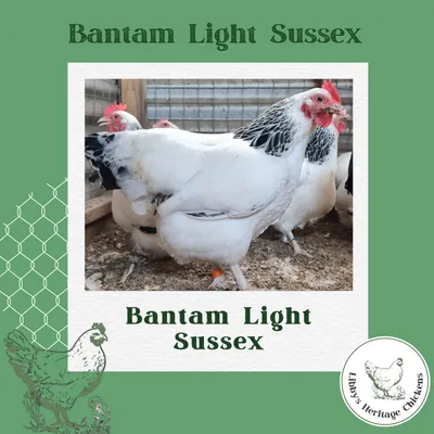 Bantam Light Sussex Chickens