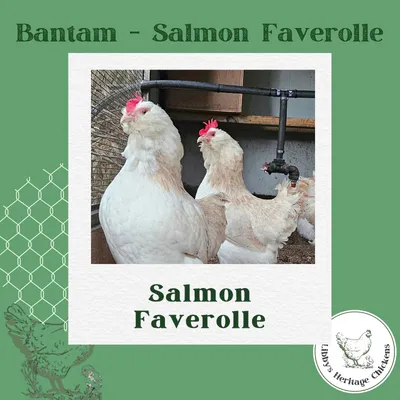 Bantam Faverolles Chickens