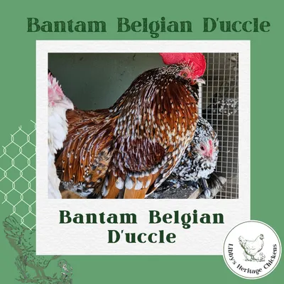 Bantam Belgian D'uccle Chickens
