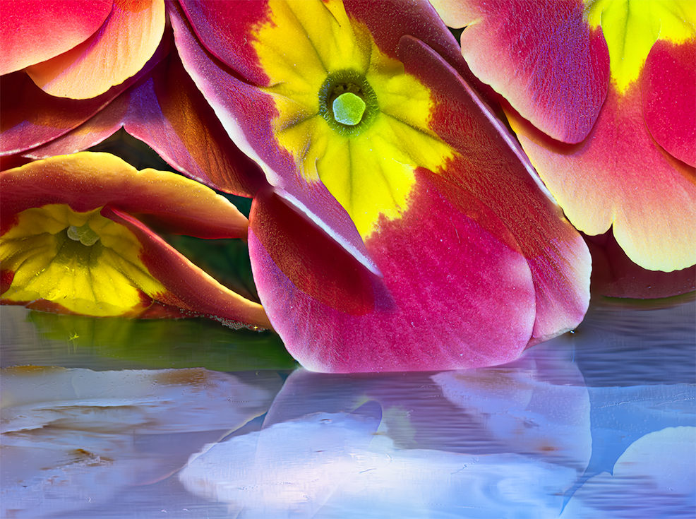 Primrose