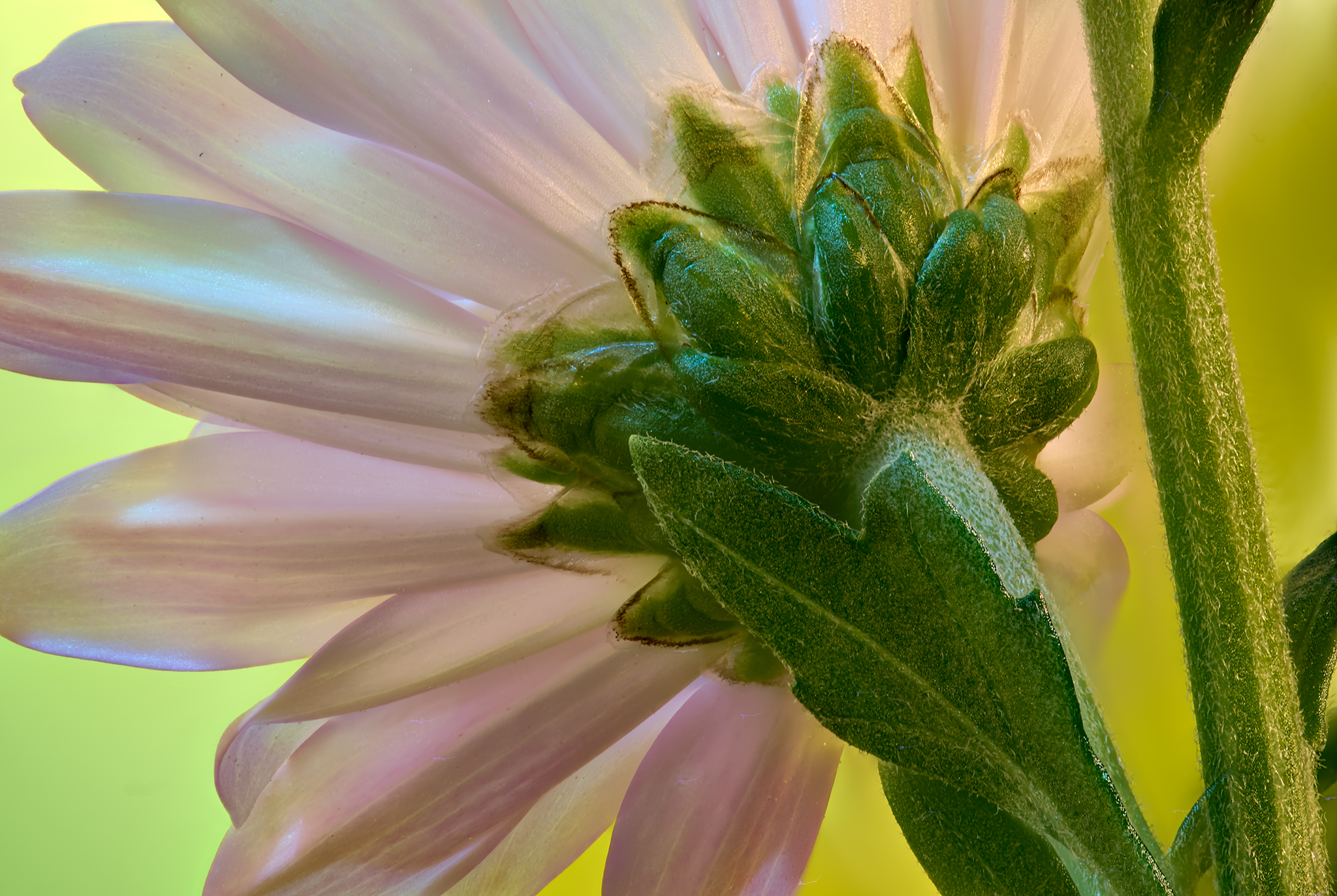 Crysanthemum