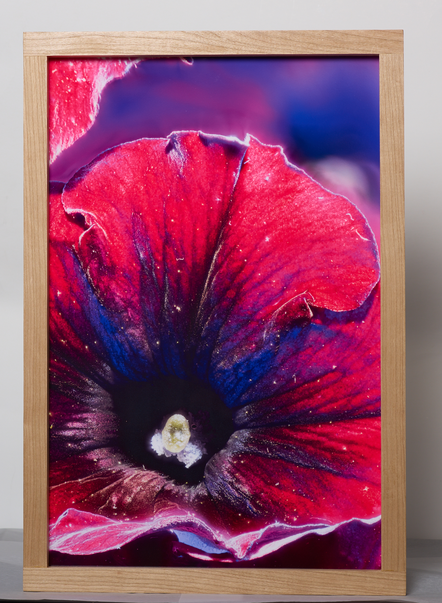 Black Cherry Petunia Dunes: Velvet Botanical Escape