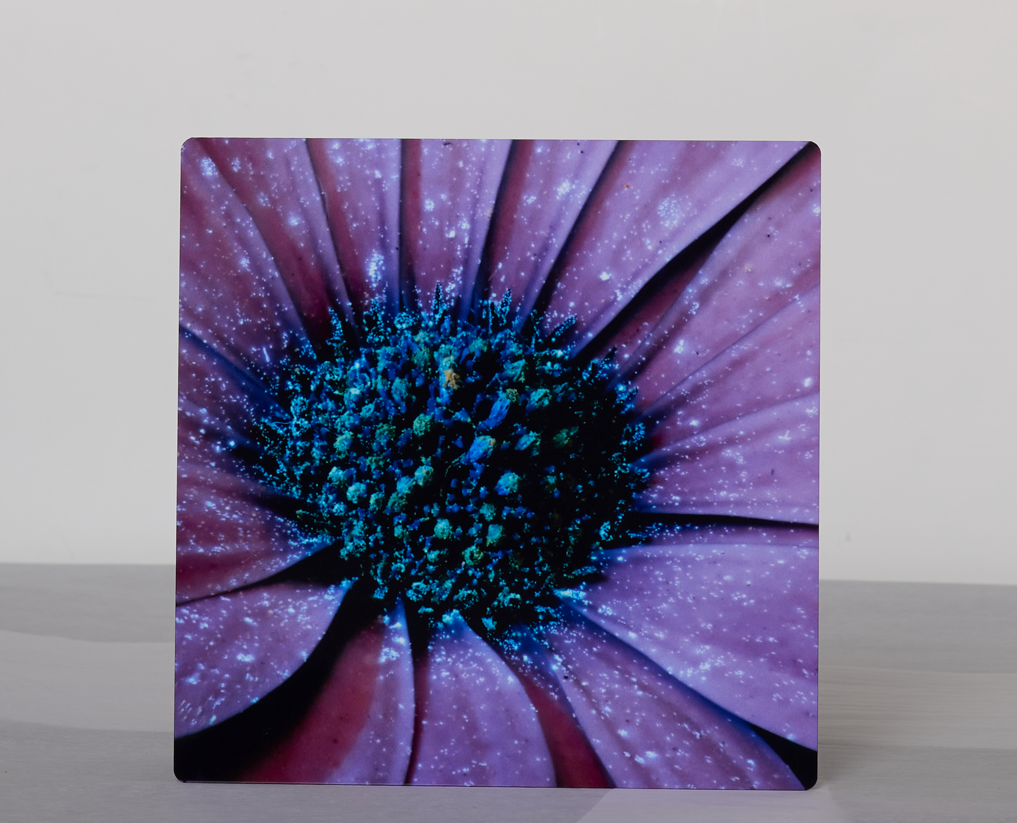 Black Light Margarita Dark Pink Cape Daisy 1: Neon Magenta Bloom