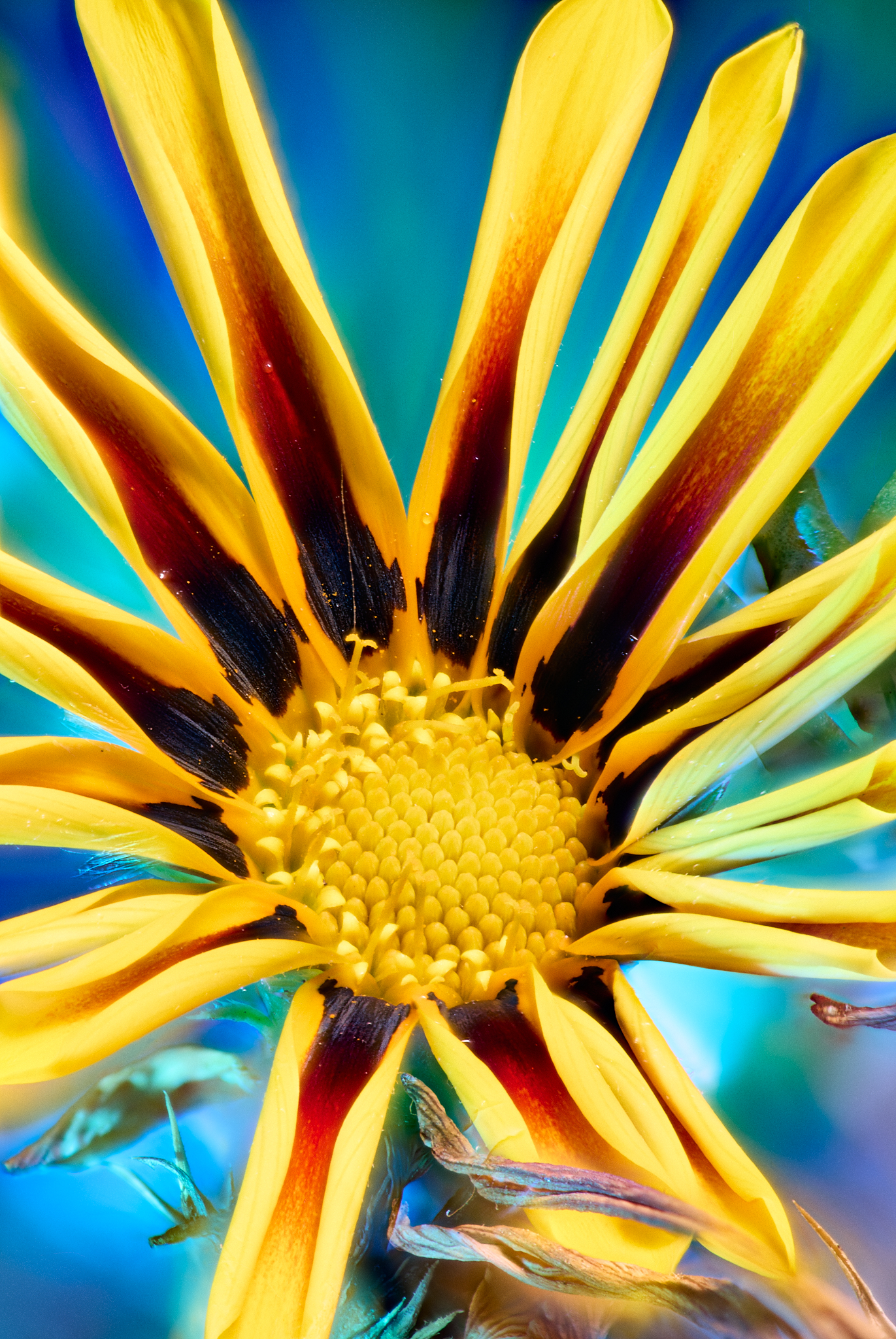 Gazania Kiss: Sun-Drenched Whimsical Bloom