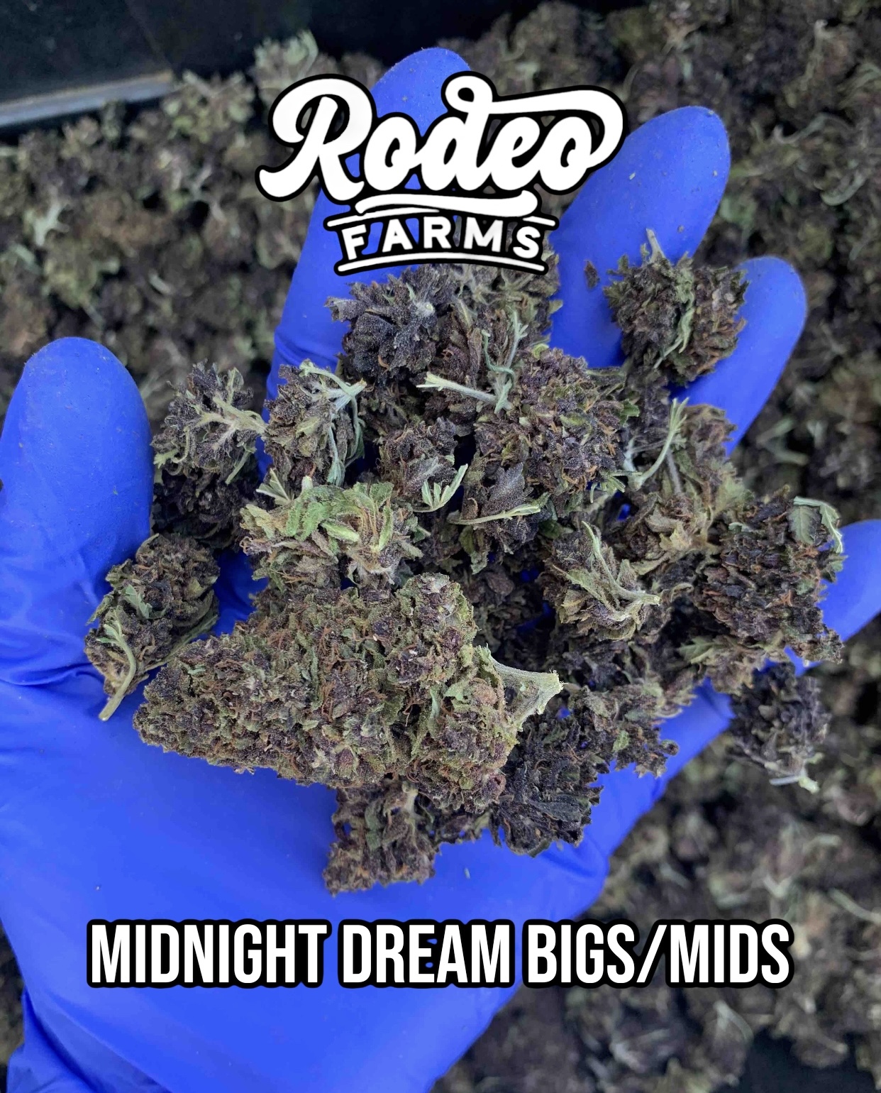 Midnight Dream Bigs/Mids