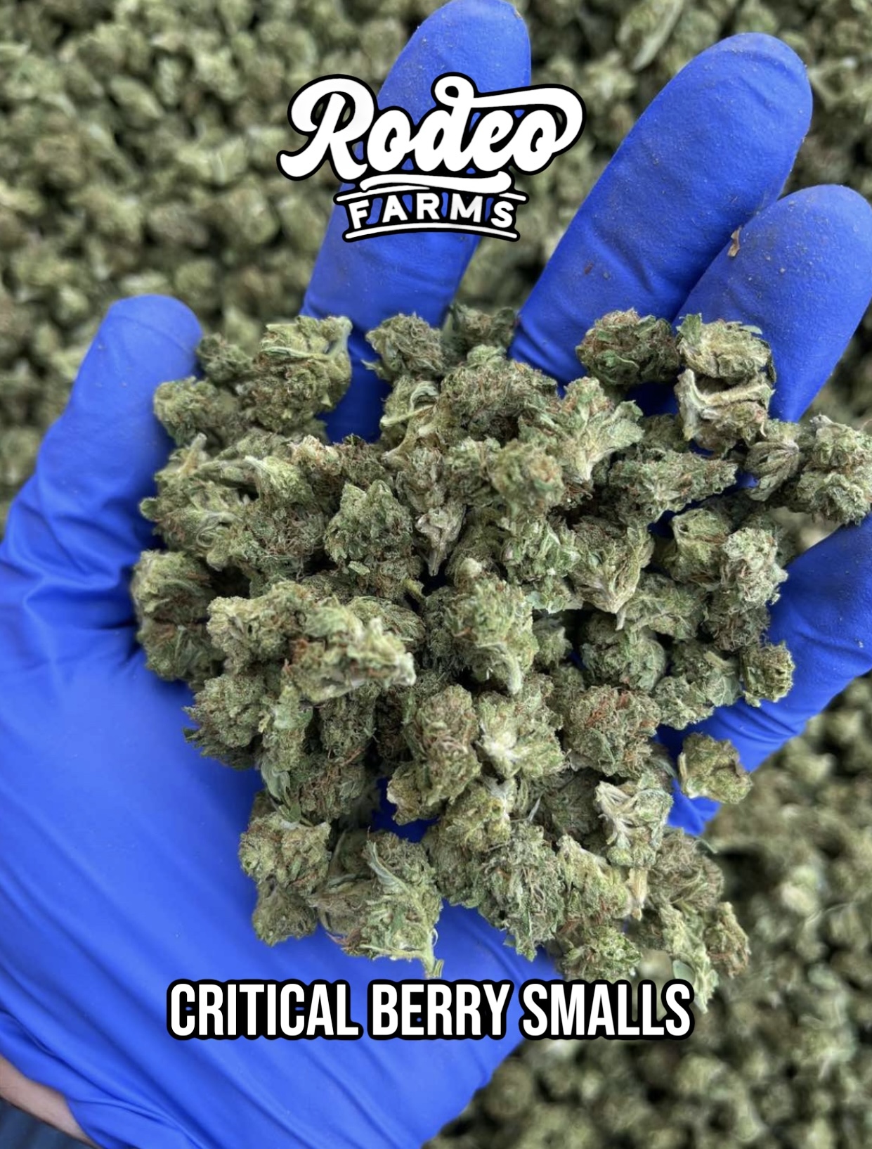 Critical Berry Smalls