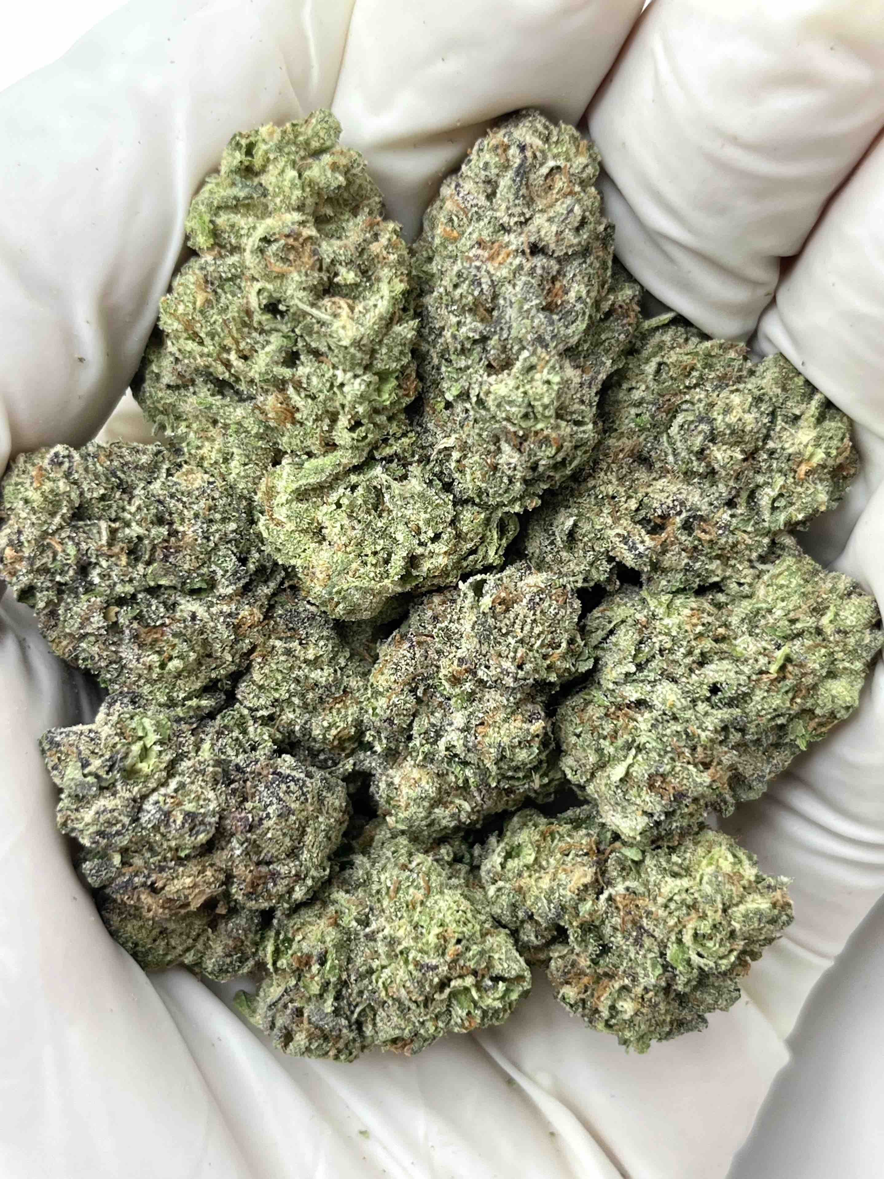 Gelato Ice