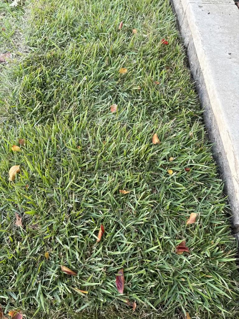 Palisade Zoysia (450 sq. ft.)