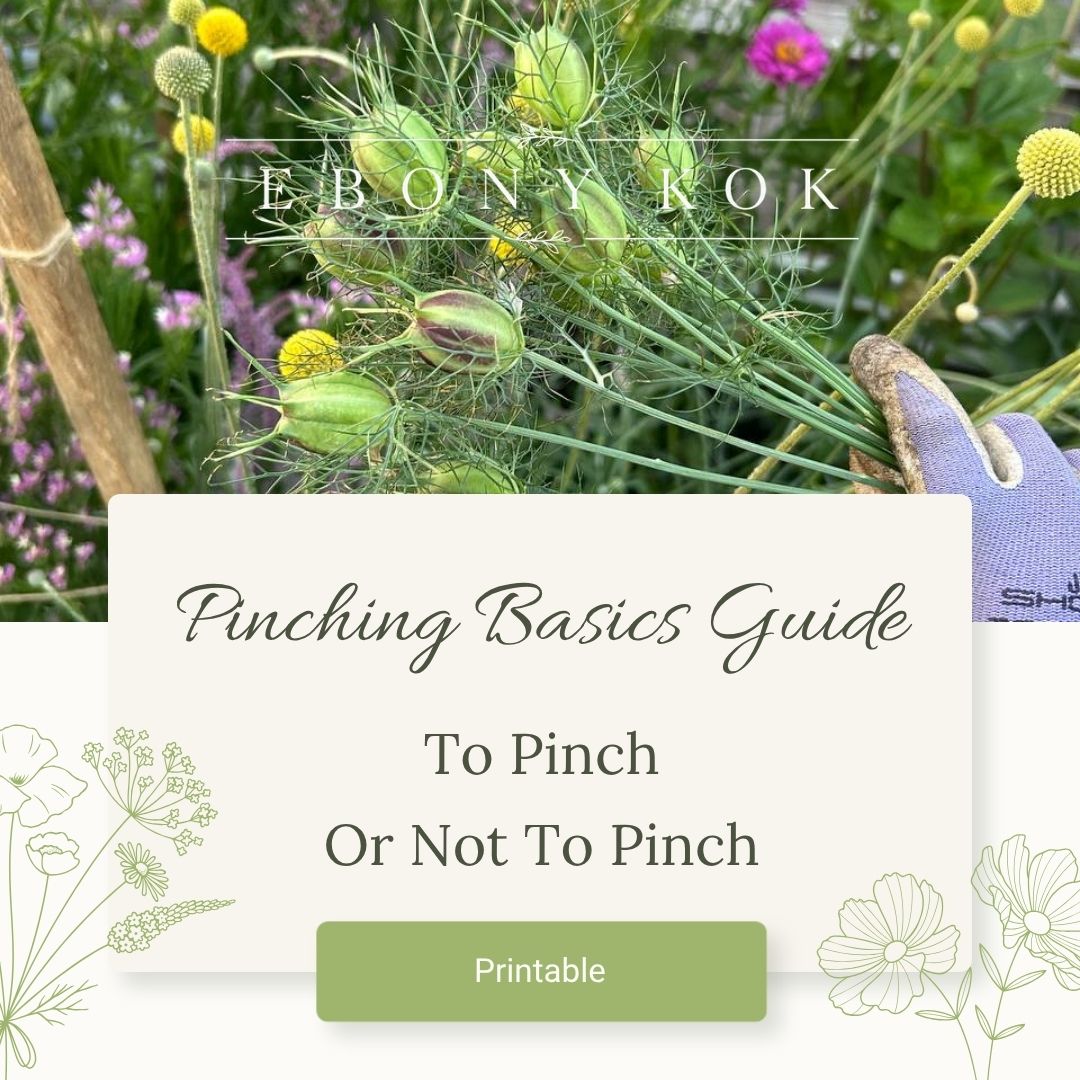 Cut Flower Pinching Basics Guide | To Pinch or Not to Pinch
