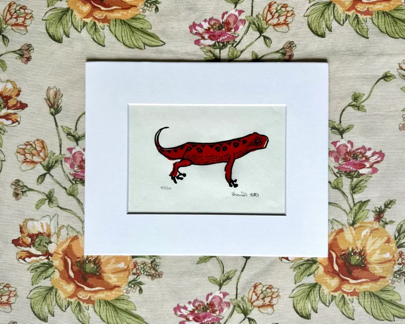 Red Spotted Newt 