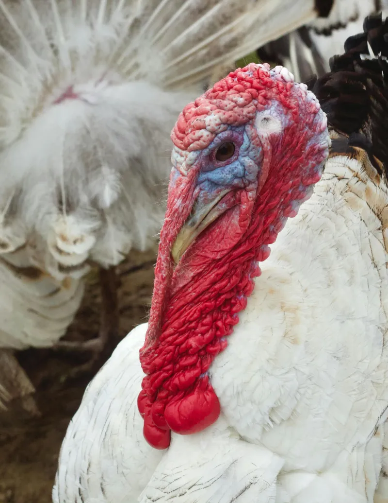 Pasture-Raised Non-GMO Broad Breasted White Turkey (Soy-Free & Corn-Free)