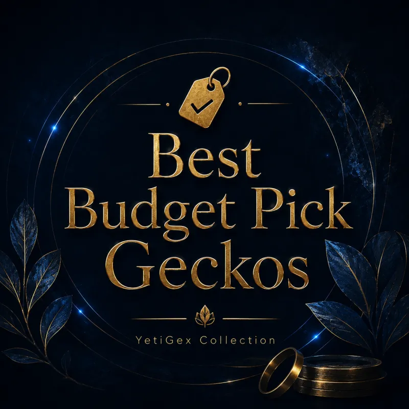 Best Budget Pick
