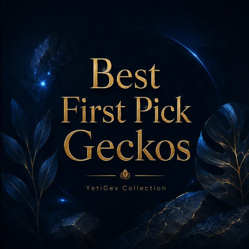 Best First Gecko Picks