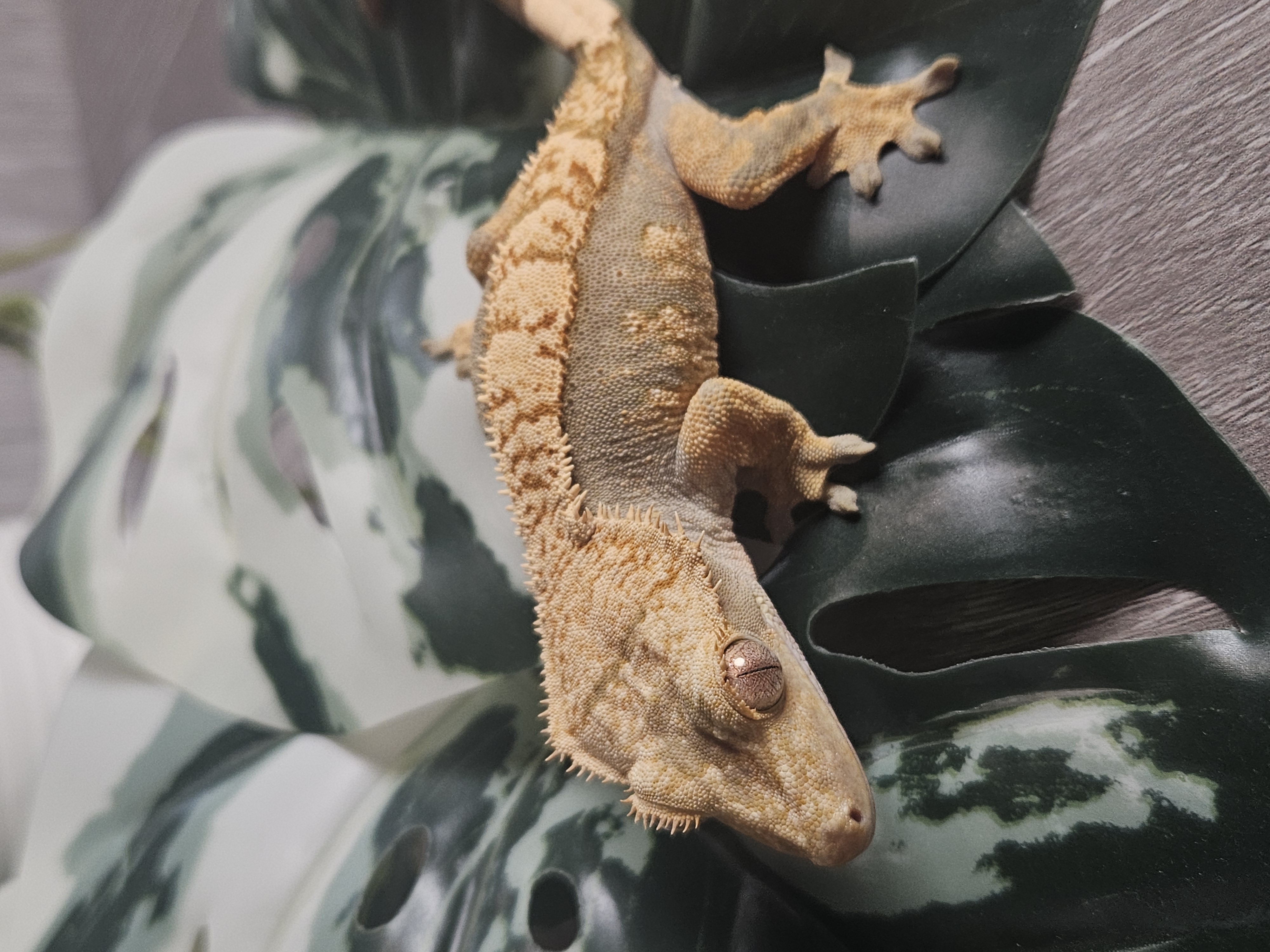 Missy