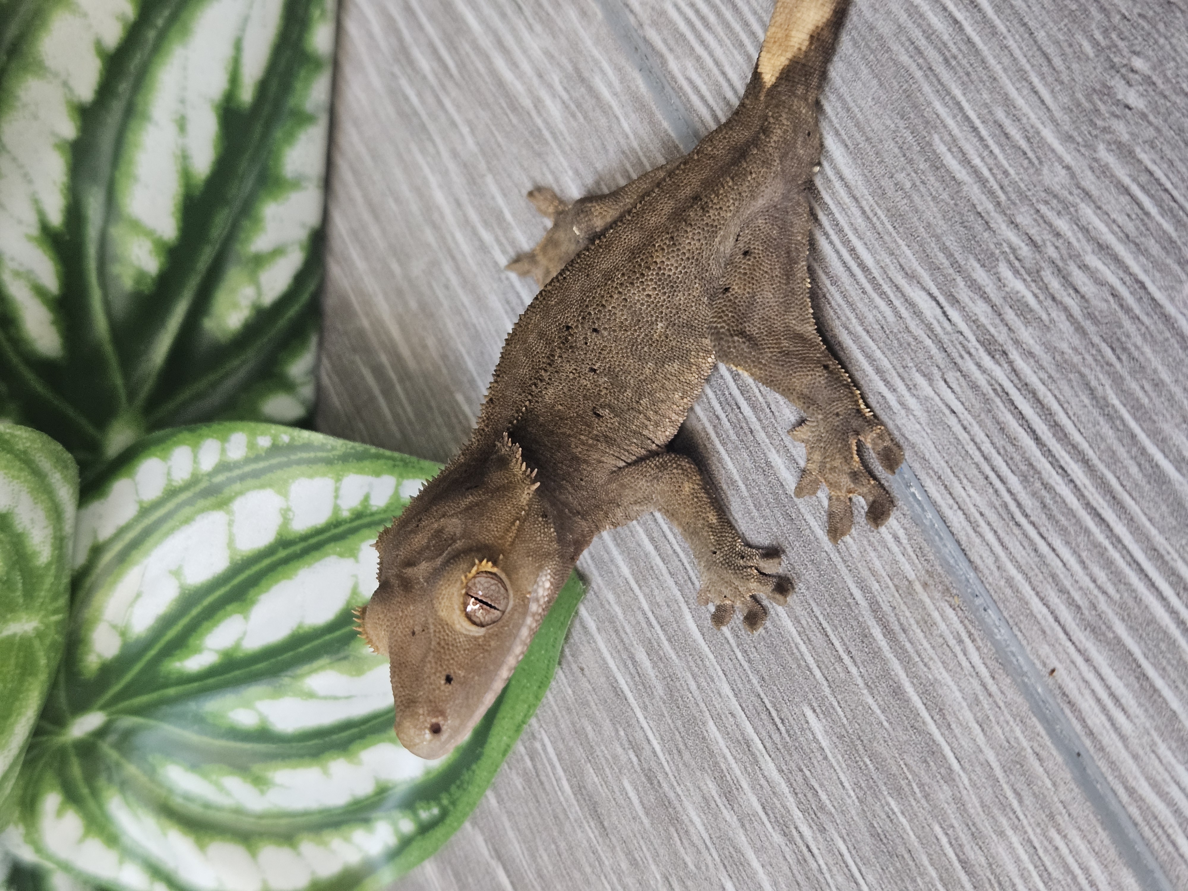 A curious crested gecko looking toward the camera
