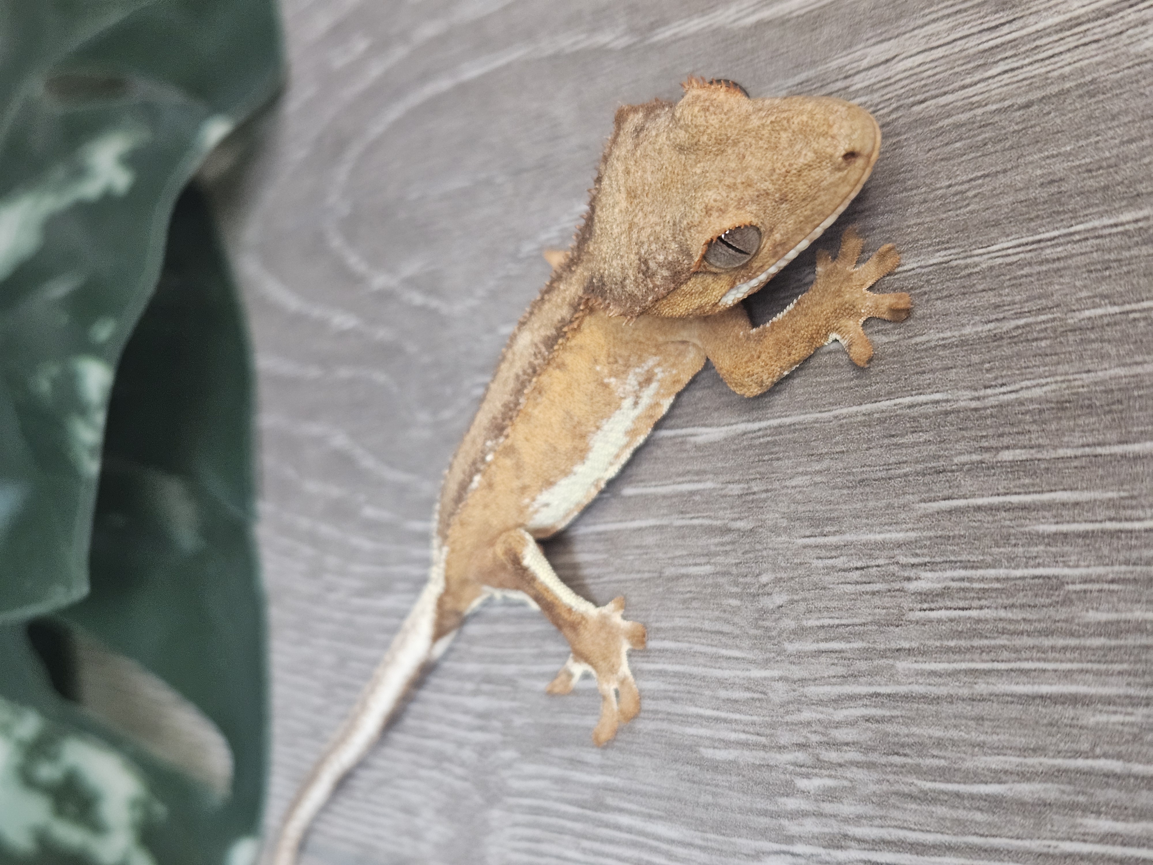 Soren ♂ · 15g