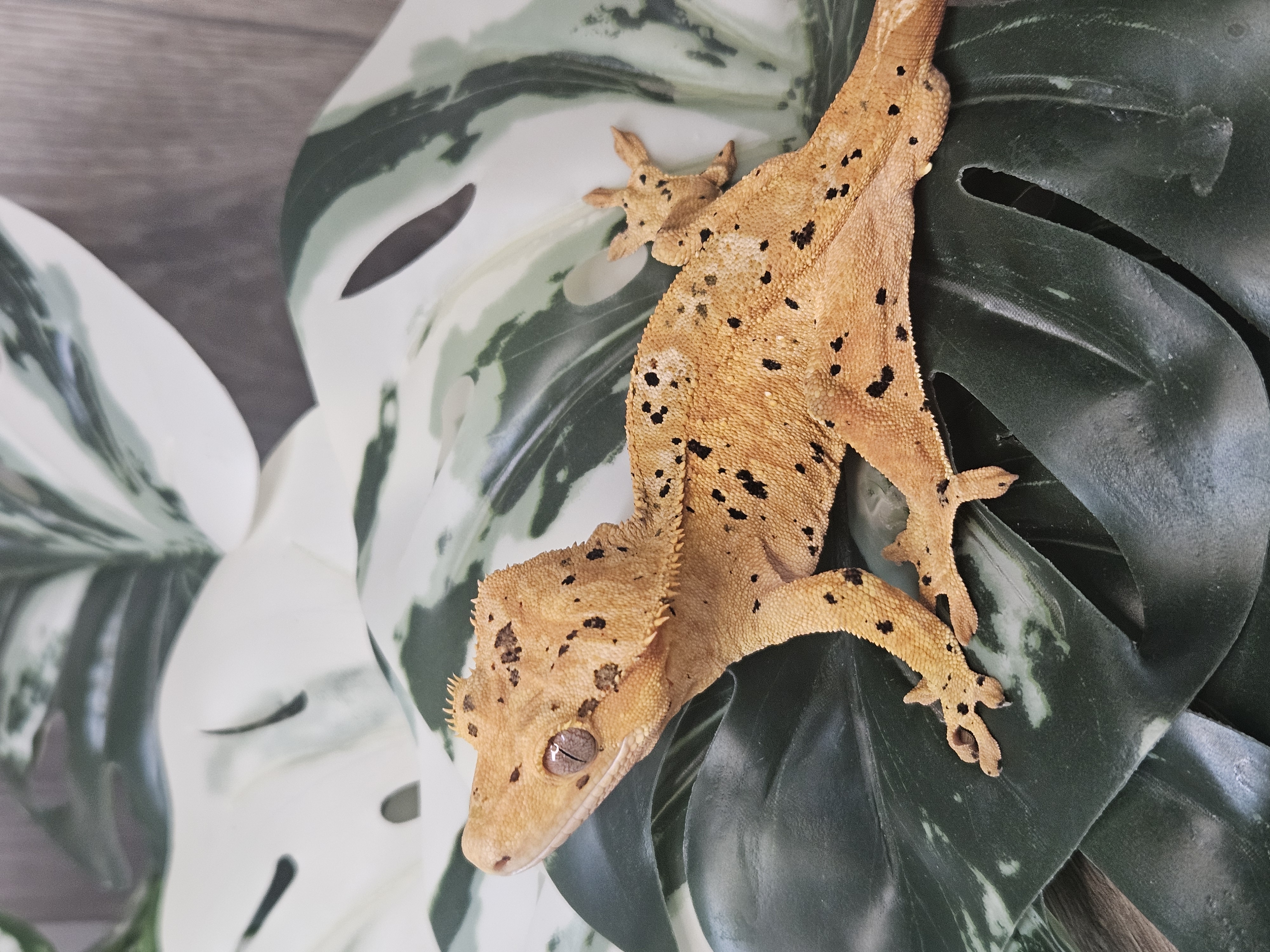 Leander ♂ · 40g