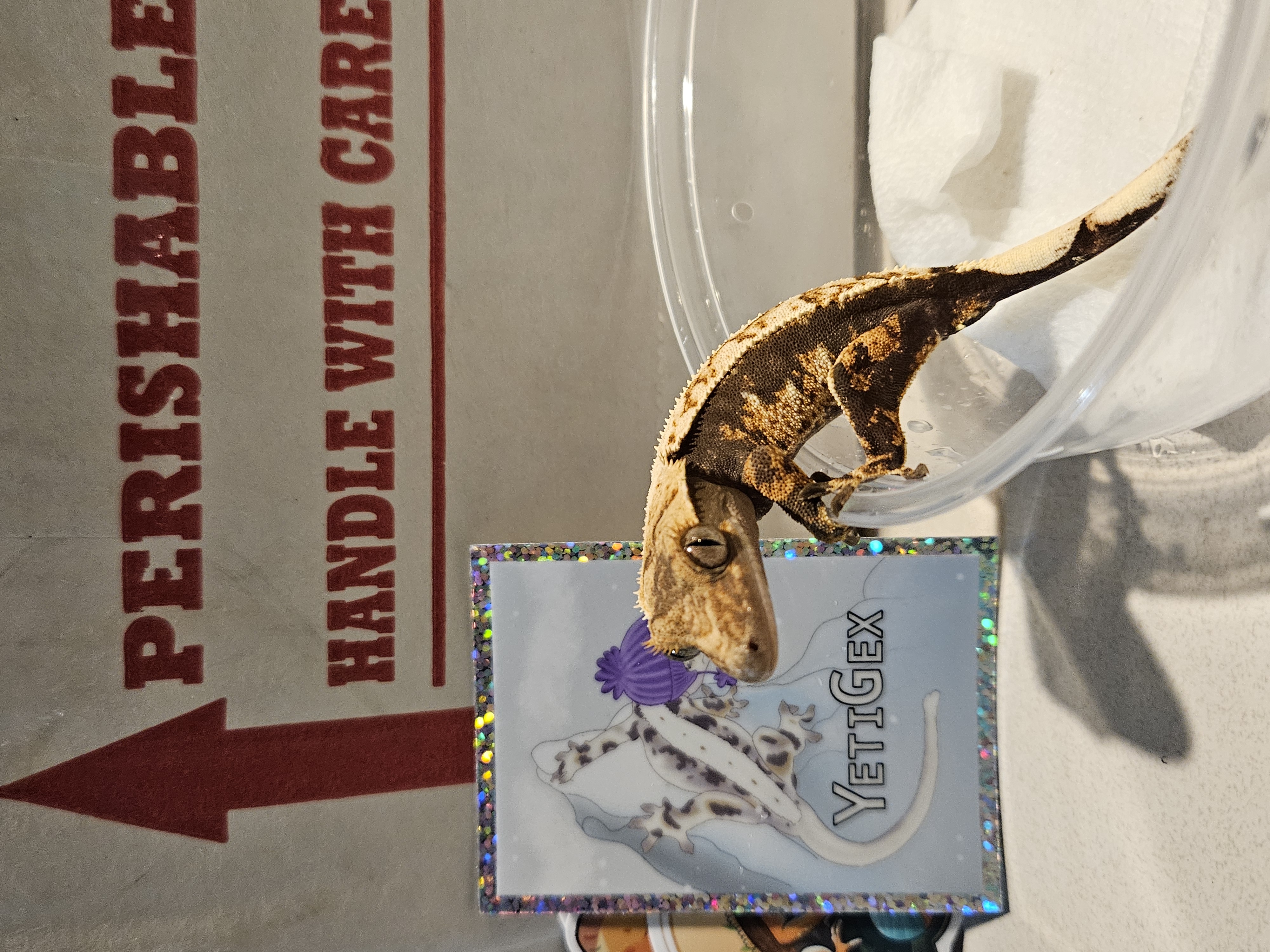 A crested gecko next to a YetiGex shipping box
