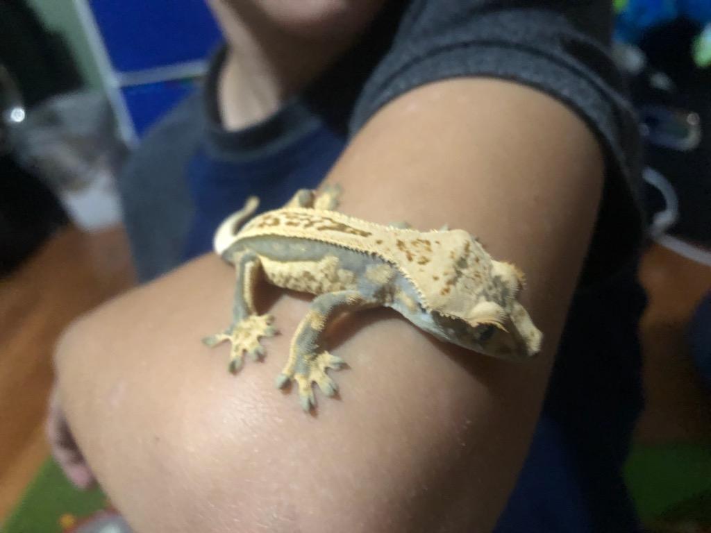 A child's arm with a crested gecko resting on it