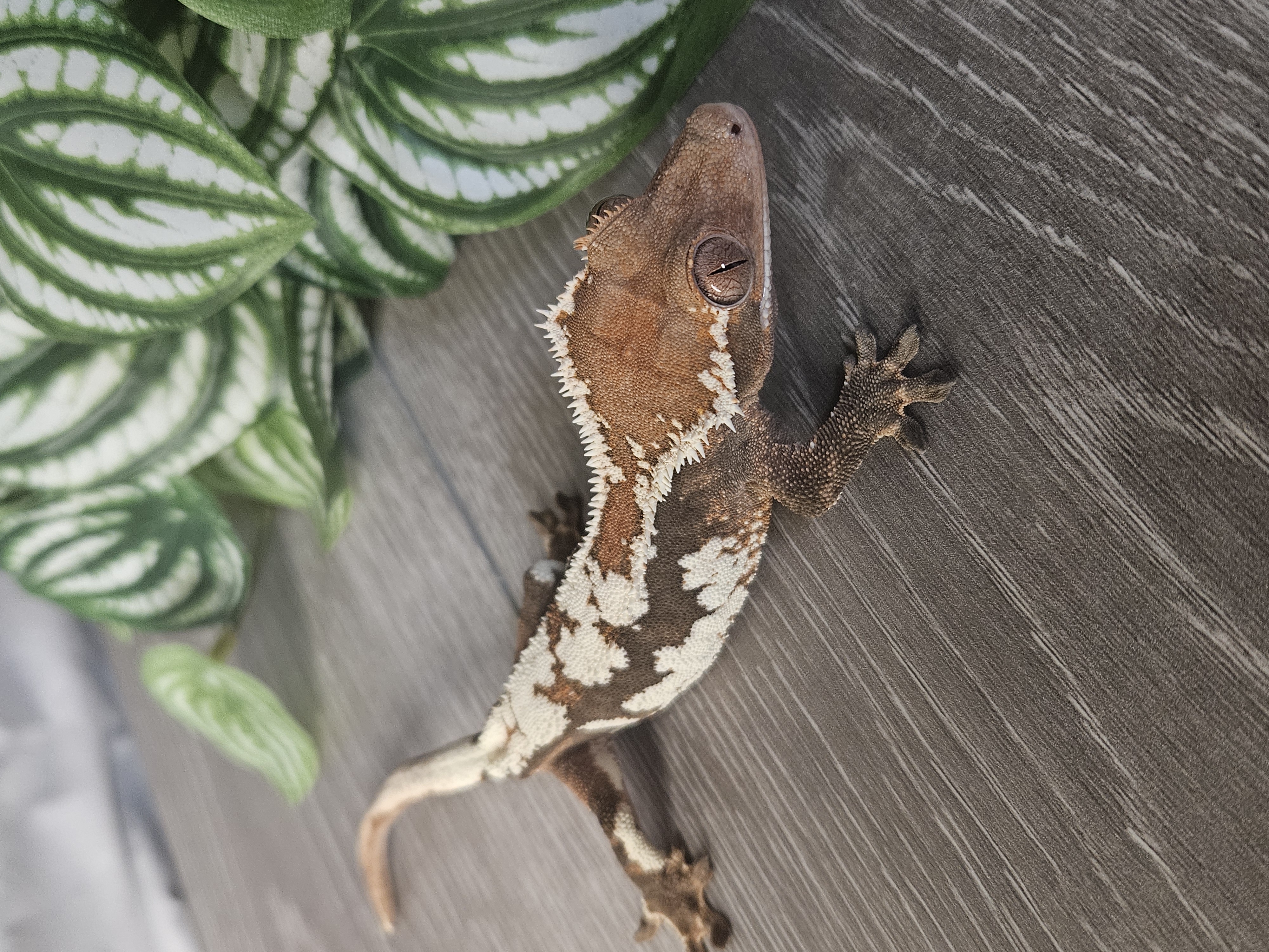 Starry ♀ · 35g