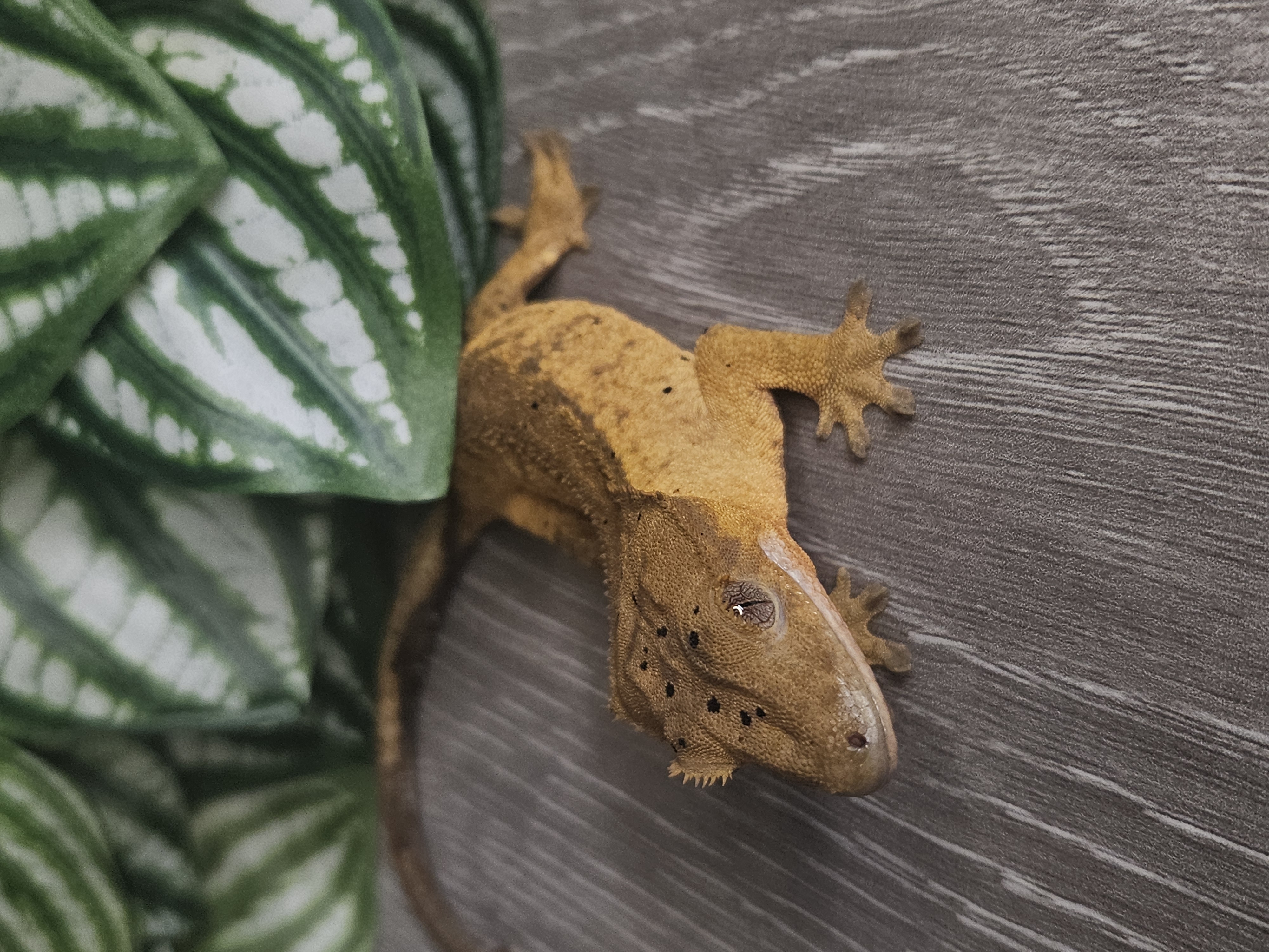 Scout ♂ · 12g