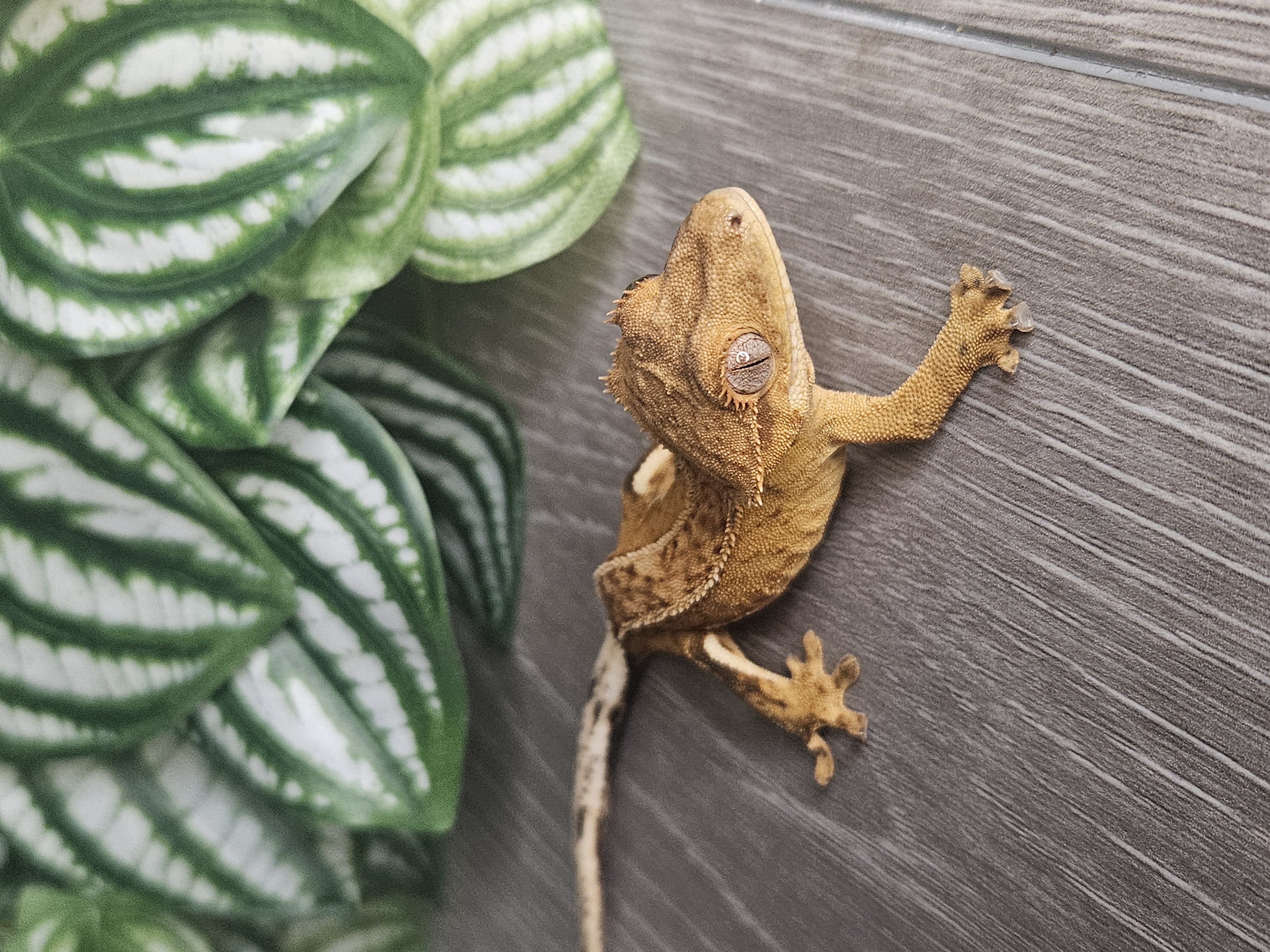 Sunny ♀ · 10g