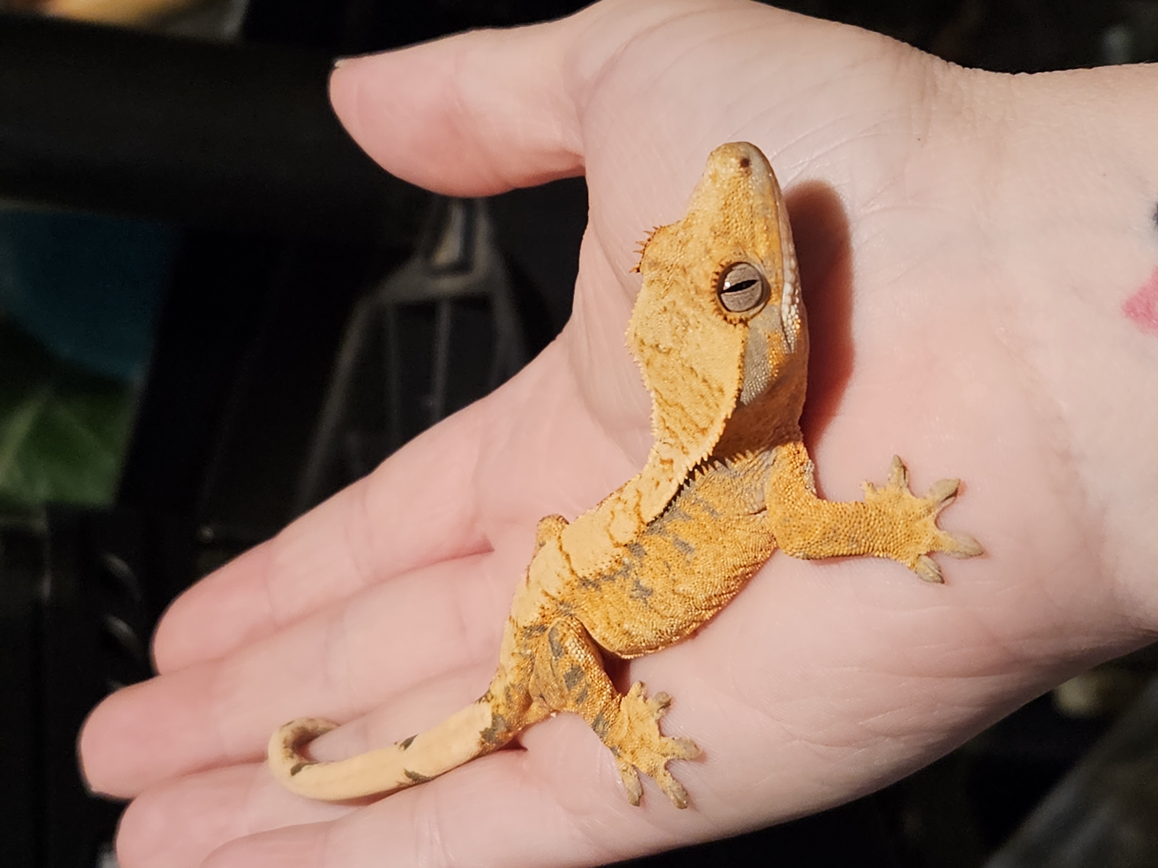 First Gecko Bundle