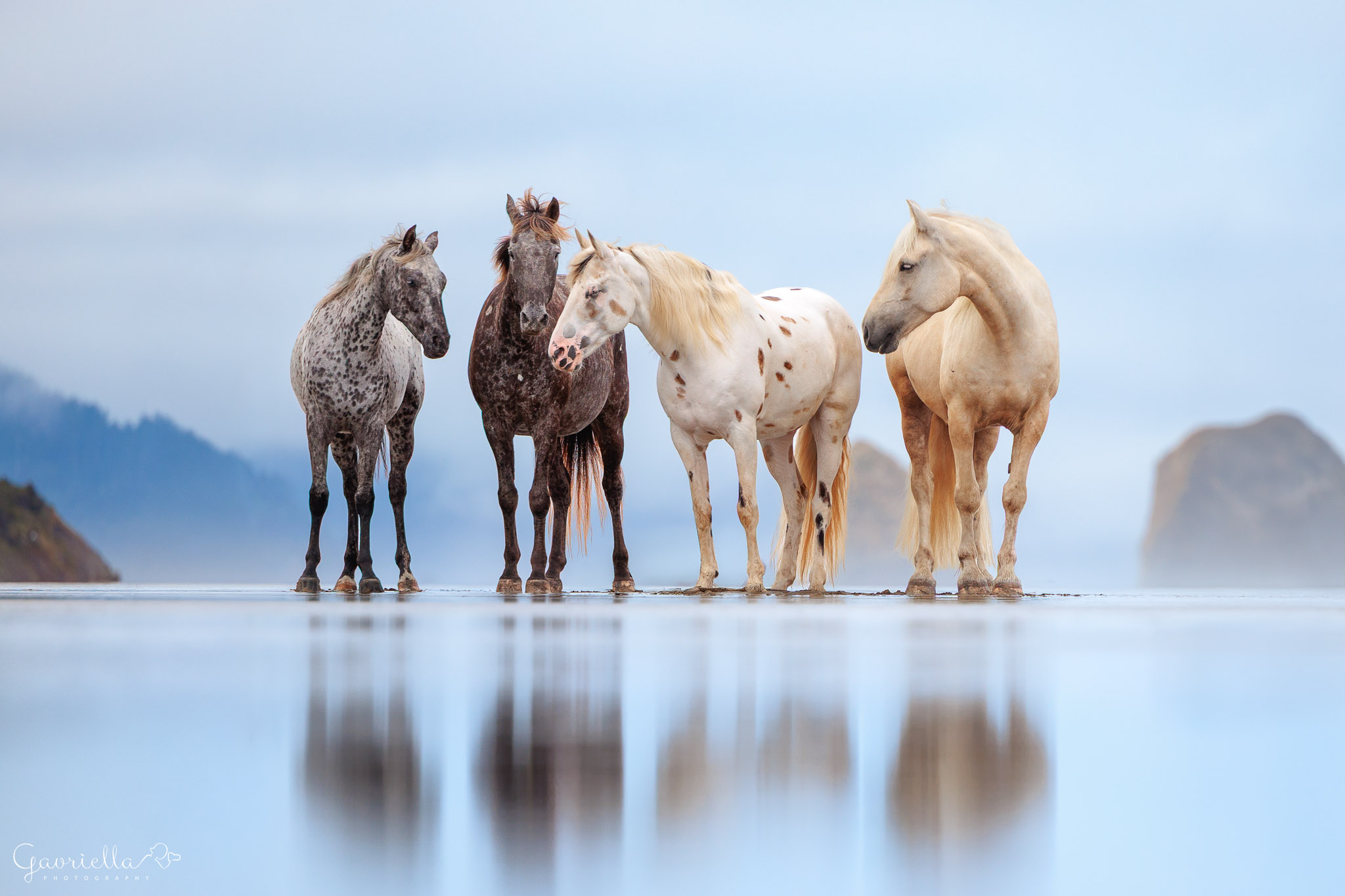 Minnie, Sundance, Merlin & Captain - 1