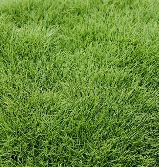 Fescue (500 sq ft)