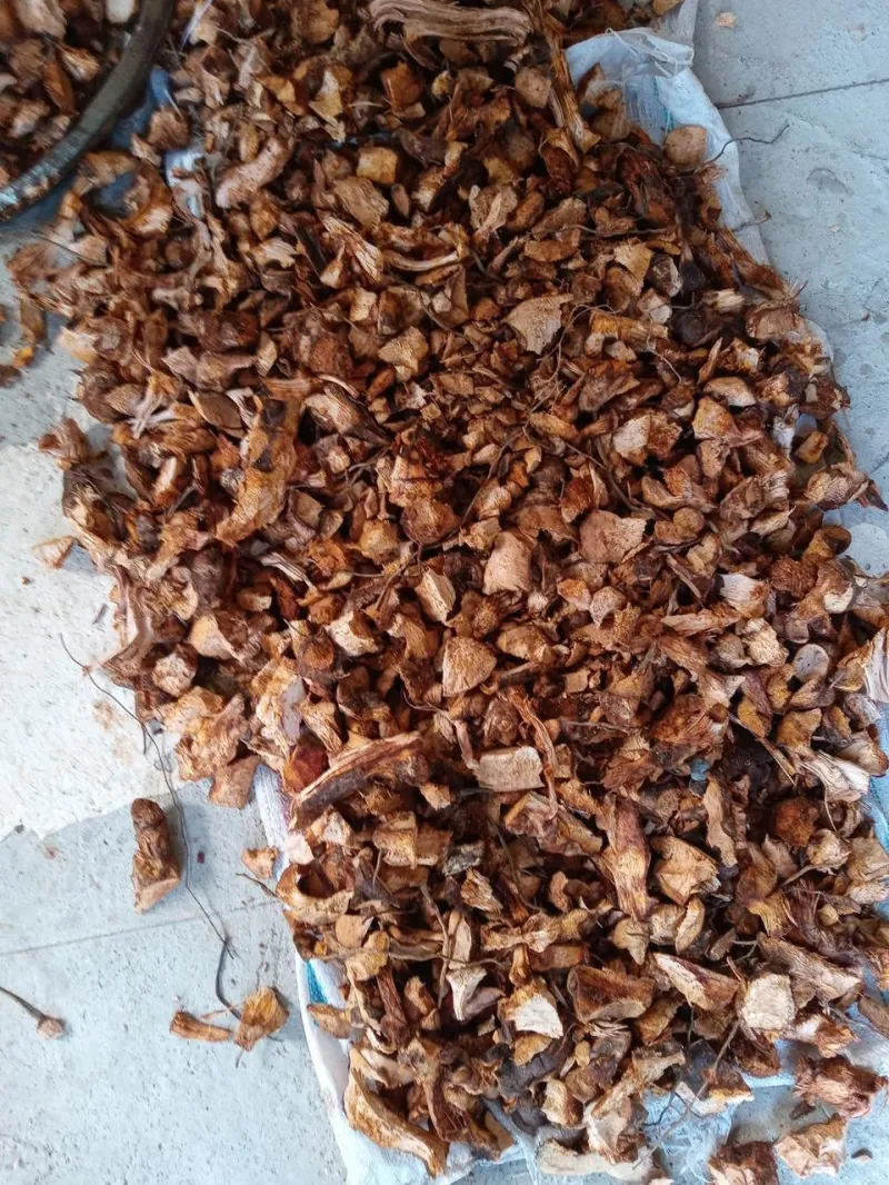 Cocomelca/chaneyroot