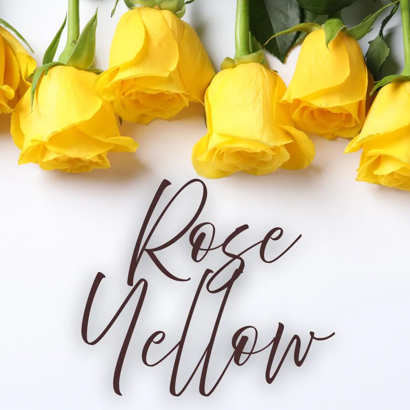 Rose Yellow