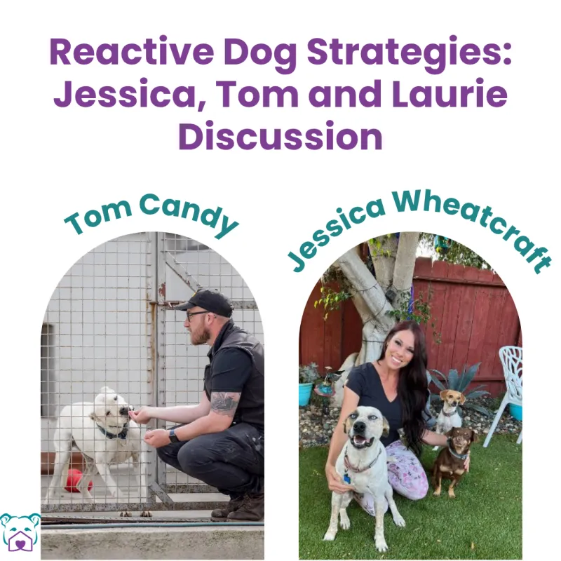 Lawless Off Leash - Reactivity in Shelters Round Table with Tom, Jessica and Laurie