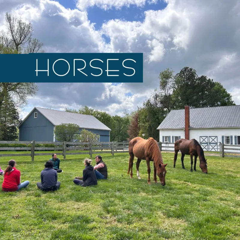 Horses