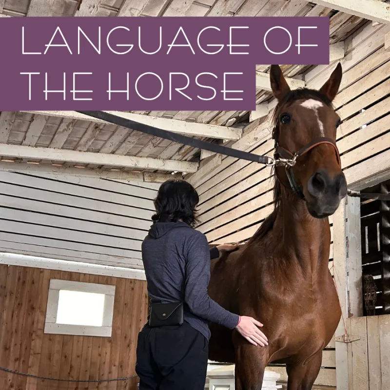 Saturday, 9/19 @ 2-4pm - Language of the Horse