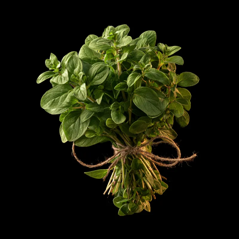 Fresh Oregano